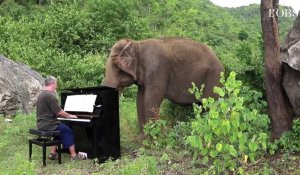 Thaïlande : un musicien utilise le piano pour bercer les éléphants aveugles (Vidéo)