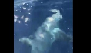 Marseille : un requin de 6m de long pêché au Frioul cet après-midi