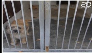 La SPA de Gennevilliers a accueilli 90 chiens et 192 chats abandonnés en juillet