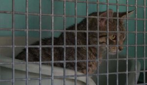 SPA: les chatons premières vicitmes des abandons de l'été