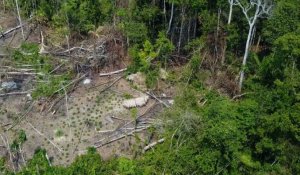 Brésil : une tribu isolée repérée en Amazonie