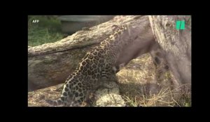 Lenca et Aloha, bébés jaguars nés au parc zoologique de Paris, ont été présentées au public