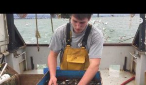 La pêche à la crevette grise