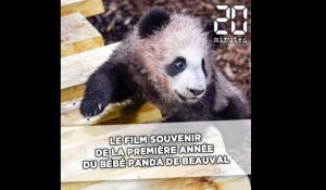 Anniversaire: Le film souvenir de la première année de Yuan Meng, le bébé panda du zoo de Beauval