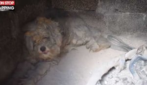 Incendies en Grèce : Un chien retrouvé vivant dans une maison entièrement brûlée (vidéo)
