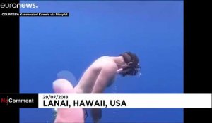 Une famille sauve un requin-baleine à Hawaï