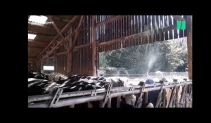 Canicule: ces agriculteurs postent leurs techniques pour rafraîchir leurs vaches