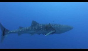 Des plongeurs sauvent un requin-baleine pris dans une corde (vidéo)