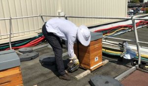 La récolte du miel a commencé sur les toits de Carrefour