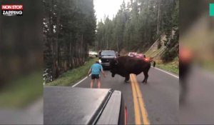 États-Unis : Un homme défie un bison dans le parc de Yellowstone (Vidéo)