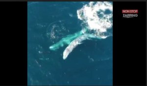 Océan pacifique : des baleines suivent des dauphins, les images incroyables (Vidéo)