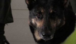 Sombra, la chienne menacée par un cartel de drogue en Colombie