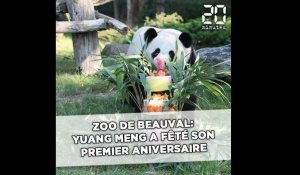 Yuan Meng, le petit panda, a fêté son premier anniversaire