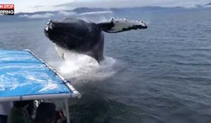 Alaska : Une baleine bondit juste à côté d'un bateau de touristes (Vidéo)