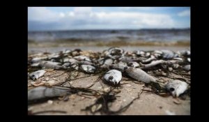 Une "marée rouge" dévastatrice ravage la faune marine en Floride (et le tourisme)