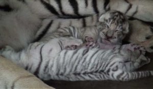 Des bébés tigres du Bengale sont nés dans un zoo d'Indonésie