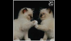 Journée internationale du chat, on vous offre une minute de chatons mignons !