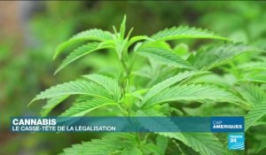 Cannabis : le casse-tête de la légalisation