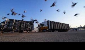 Marseille : lâcher exceptionnel de 10 000 pigeons ce matin devant le Mucem