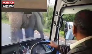 Sri Lanka : un éléphant vole des bananes dans un bus avec sa trompe (vidéo)