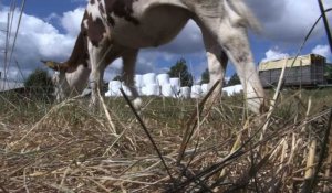 Suède : sécheresse historique, une catastrophe pour les éleveurs