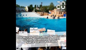 Des militants perturbent un spectacle au Parc Astérix pour «alerter» sur le sort d'un dauphin