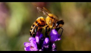 Arnaud Montebourg lance la marque de miel « Bleu Blanc Ruche »
