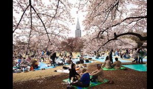 Japon. Effrayé par les touristes étrangers, il ne leur fait pas payer l'entrée du parc