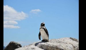 Japon. Un parc animalier ferme et abandonne une centaine d'animaux marins