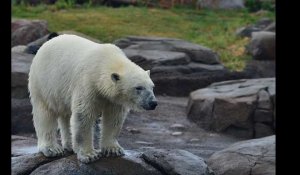 L'ourse défendue par Rémi Gaillard transférée dans un plus grand zoo