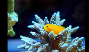 30 % des coraux de la Grande barrière australienne sont morts