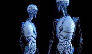 Le corps humain serait composé en réalité de 80 organes