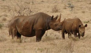 Le dernier rhinocéros blanc du Nord mâle est mort au Kenya