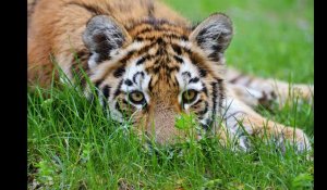 Un bébé tigre découvert dans un colis par la douane mexicaine