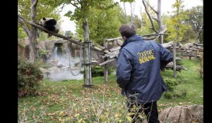 Zoo de Beauval. 200 000 euros auraient été volés lors d'un cambriolage