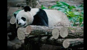 Chine. Un panda donne naissance à des jumeaux à l'âge record de 23 ans
