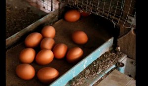 Cinq entreprises françaises « ont reçu des œufs contaminés »
