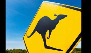 Australie. L'étrange meurtre d'un kangourou scandalise le pays