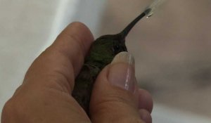 Au Mexique, des jardins dédiés aux colibris