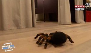 TPMP : les chroniqueurs piégés pour Halloween avec une araignée géante (vidéo)