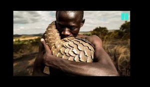 Le pangolin, espèce en voie d'extinction est aussi un magnifique sujet de photographie