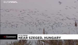 Les grues envahissent la Hongrie par dizaines de milliers