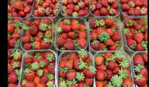 Australie. Des fraises piégées avec des aiguilles à coudre : une femme inculpée