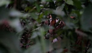 Au Népal, des caméras cachées pour compter les tigres sauvages