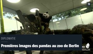 Pandas : premières images au zoo de Berlin