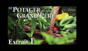 Le Potager de mon Grand-Père // Extrait 01 : Les  noisettes de grand-mère