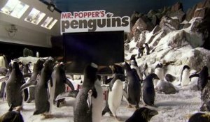 Mr Poppers Penguins : Trailer