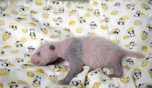 "C'est une fille!": le zoo de Tokyo célèbre la naissance d'un bébé panda