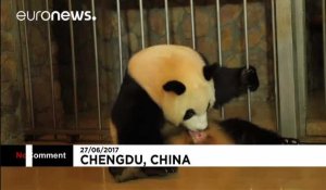 Des pandas jumeaux à Chengdu