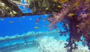 Les coraux de mer Rouge font de la résistance